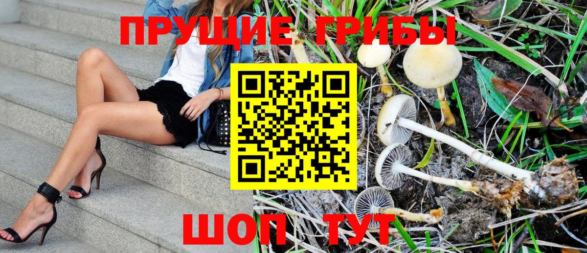 Новошахтинск  Галлюциногенные грибы MAGIC MUSHROOMS  дарнет шоп  Вход с VPN 